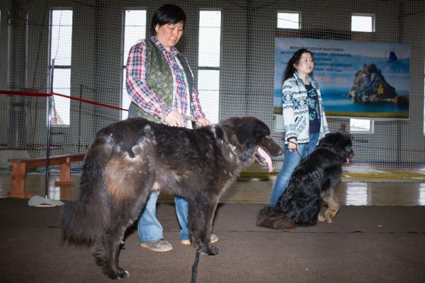 Банхар Купить В Улан Удэ Авито